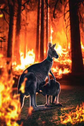 Kangaroo in Crisis: A Fight for Survival 🦘🔥