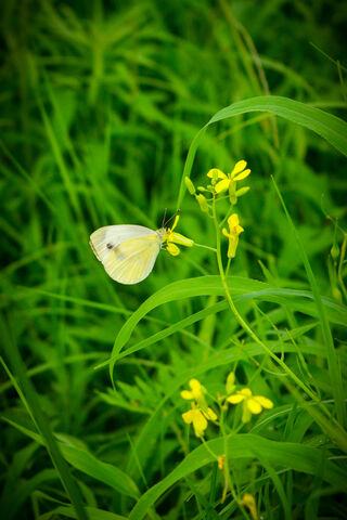Kelebek: Nature's Delicate Dancer 🦋🌼