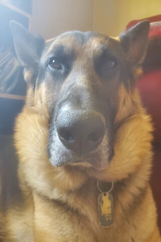 Killua: The Loyal Guardian 🐾