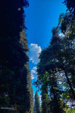 Journey Through the Canopy 🌲☁️