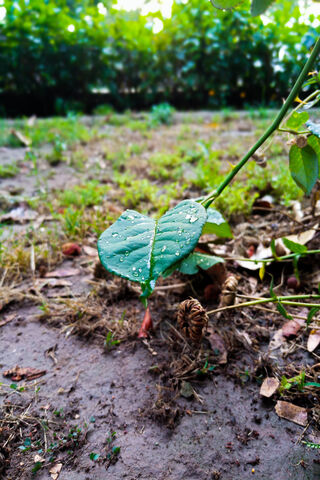 Leaf In Rain