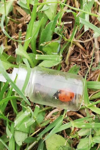 Ladybird's Little Adventure 🌿🐞