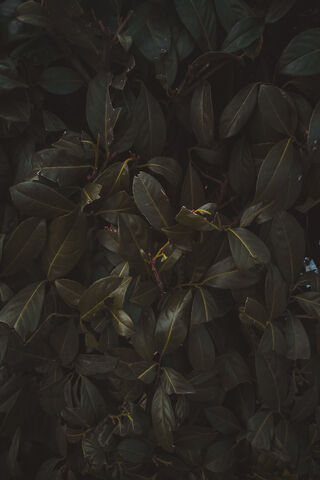 Whispers of Nature: The Leafy Embrace 🍃
