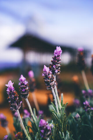 Serenity in Bloom: Lavender Dreams 🌸