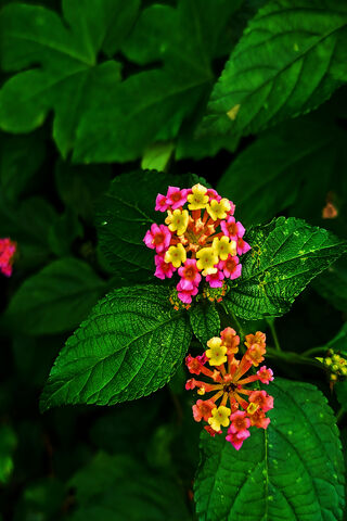 Lantana Flower