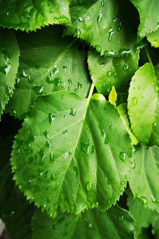 Nature's Refreshing Embrace 🌿💧