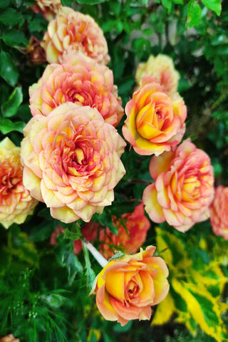 Sun-Kissed Blooms 🌼☀️