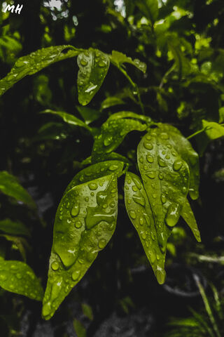 Nature's Refreshing Embrace 🌿💧