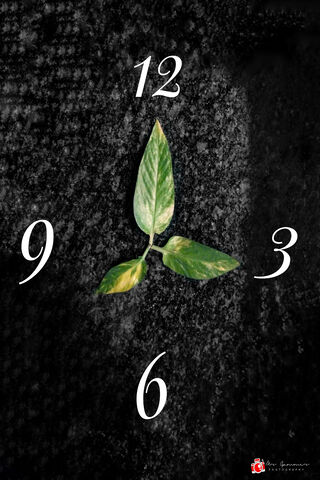 Nature's Clock: A Leafy Timepiece 🍃🕒