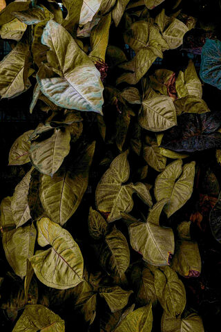 Whispers of Nature: The Leafy Tapestry 🍃