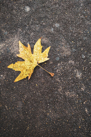 Autumn's Golden Touch 🍂✨