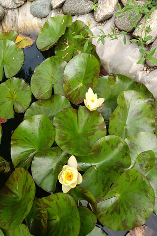 Serenity in Bloom: The Lotus Flower