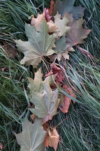 Autumn's Tapestry 🍂🌿