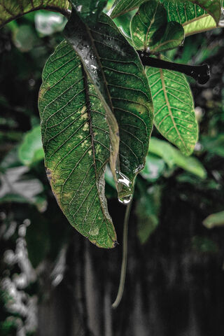 Leaf With Drops