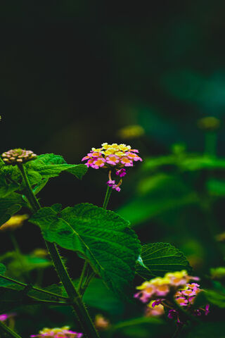 Lantana