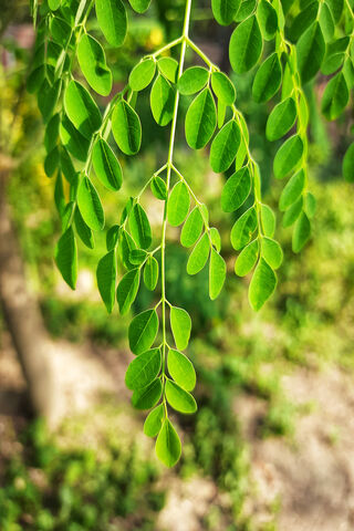 Nature's Green Delight: The Leafy Wonder 🌿