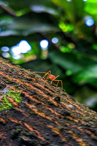 Nature's Tiny Architect: The Ant's Journey
