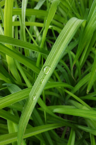 Nature's Gem: The Leaf Drop