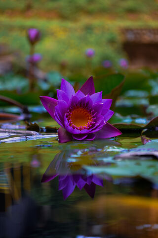 Serenity in Bloom: The Enchanting Lotus
