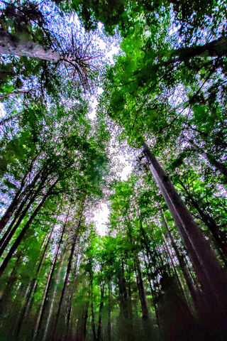 Nature's Canopy: A Glimpse Above 🌳✨