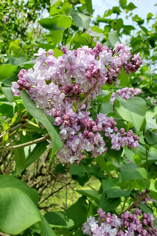 Lilacs