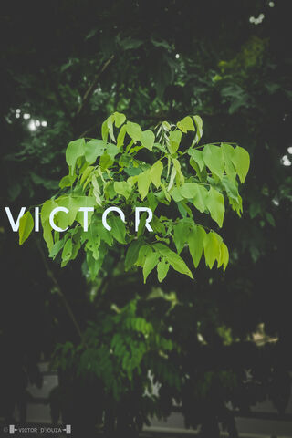 Whispers of Nature: The Beauty of Leaves 🍃