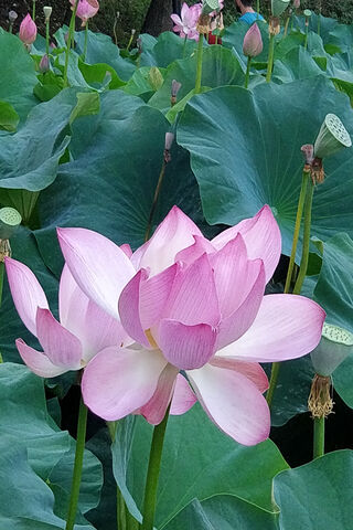Whispers of the Lilypad 🌸✨
