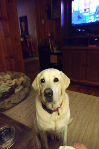 Louie the Loyal Companion 🐾