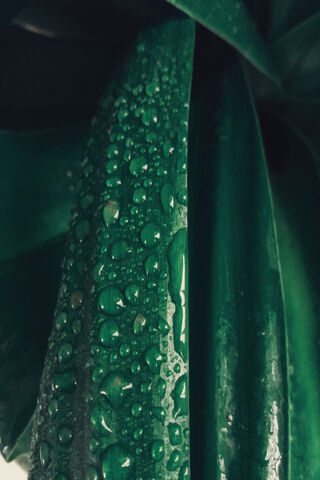 Nature's Gem: The Leaf of Life 🍃✨