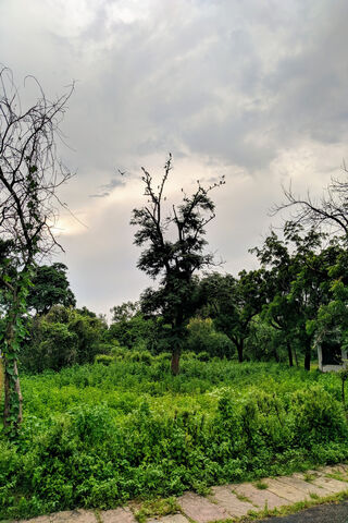 Whispers of the Monsoon 🌧️🌳