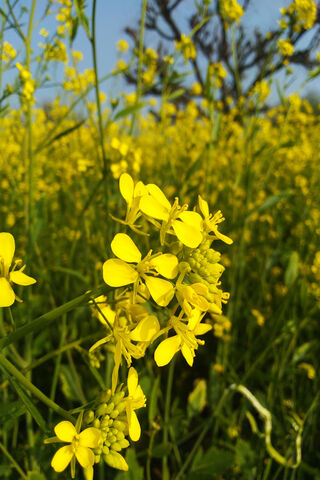 Mustard Flower