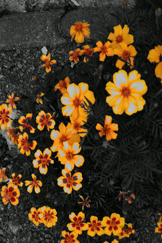 Golden Blooms: The Charm of Marigolds 🌼✨
