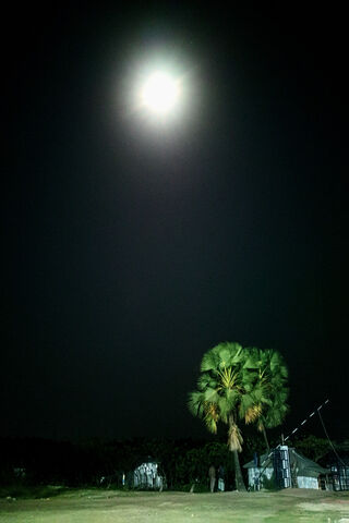 Whispers of the Night 🌙