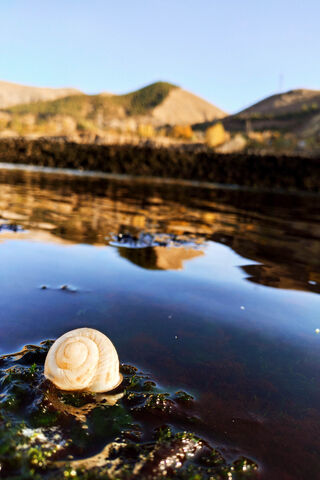 Serenity by the Shore: A Shell's Perspective 🌊🐚
