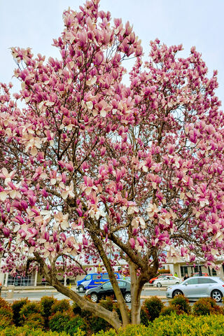 Blooming Beauty: The Magnificent Magnolia Tree 🌸