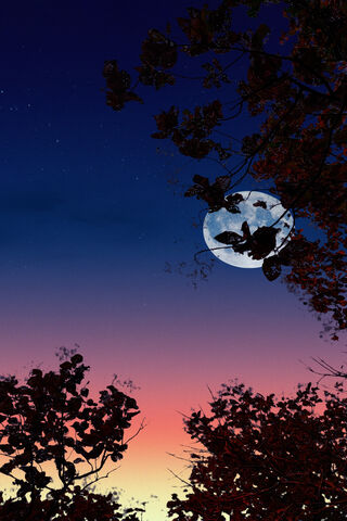 Whispers of the Moonlit Night 🌙✨