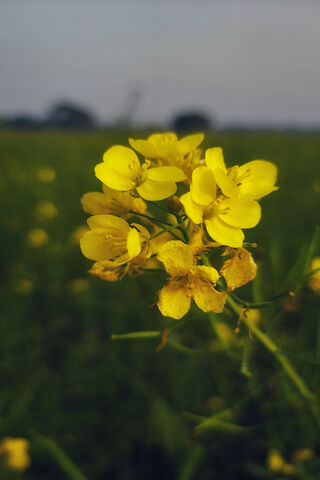 Mustard Flower