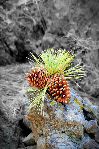 Nature's Giant: The Mammoth Pine Cone 🌲✨