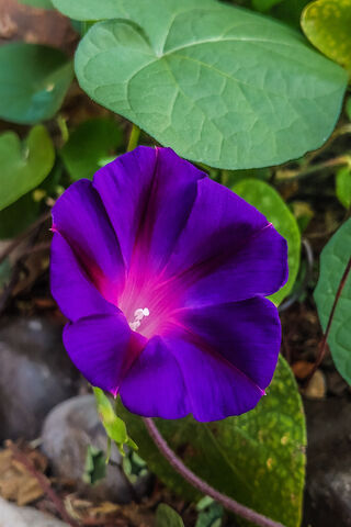 Awakening Beauty: The Morning Glory Bloom 🌸✨