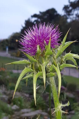 Dawn's Radiance: A Thistle's Embrace