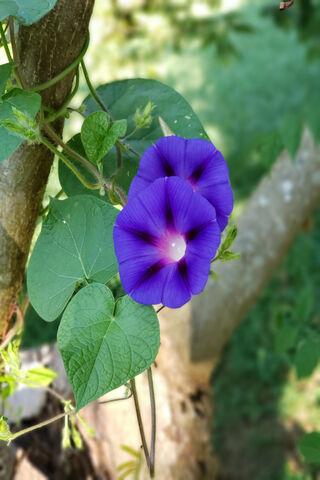 Awakening Beauty: Morning Glory Blooms 🌸✨