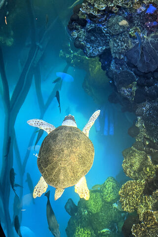 Underwater Wonders: A Turtle's Journey 🌊🐢