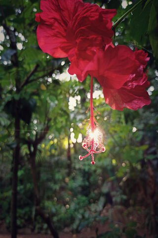 Awakening Blossoms 🌺✨