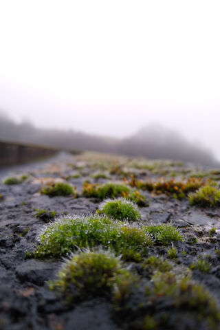Nature's Carpet: Moss on Concrete 🌿✨