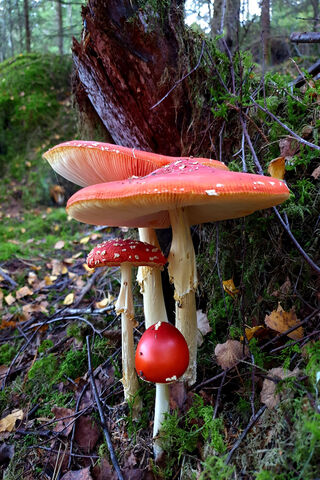 Enchanted Forest Fungi 🍄✨