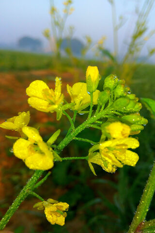 Golden Blooms of Mustard Fields 🌼✨