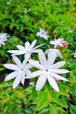 Mograa: The Enchanting White Blossoms 🌼✨