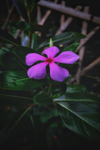 Madagascar Periwinkle