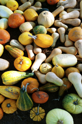 More Fall Pumpkins