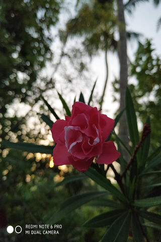 Blossoms at Dawn 🌸🌅